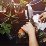 Gardening Tips for Beginner