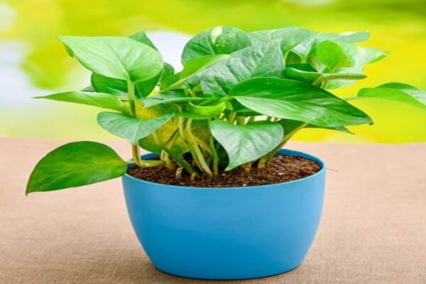 यहां जानिए घर पर मनी प्लांट कैसे उगाएं | How To Grow A Money Plant At Home