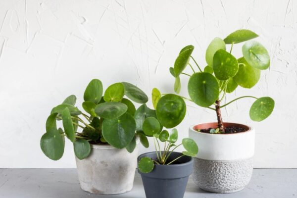 How to Grow, and Care for Chinese Money Plant