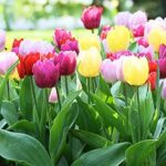 10 most popular garden flowers for you home