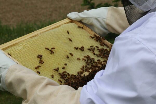 Everything You Need To Start Beekeeping: A Comprehensive Guide
